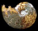 Cleoniceras Ammonite Fossil - Madagascar #36727-1
